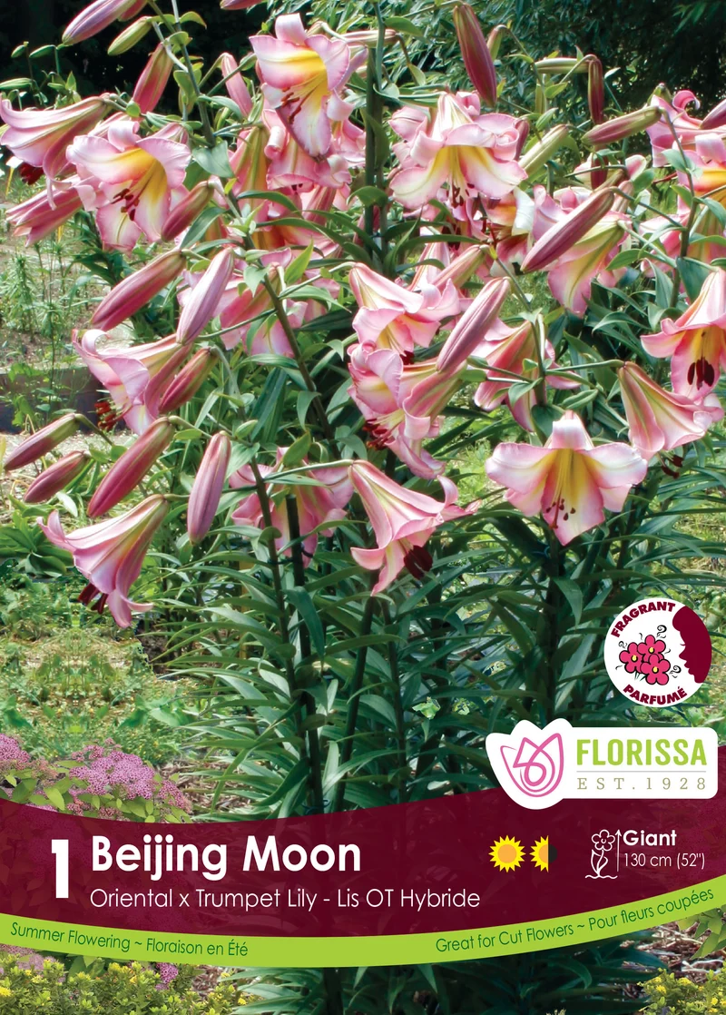Lis ‘Beijing Moon’ ( Lilium )