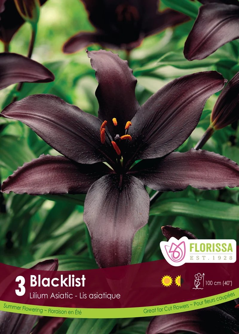 Lis ‘Blacklist’ ( Lilium )