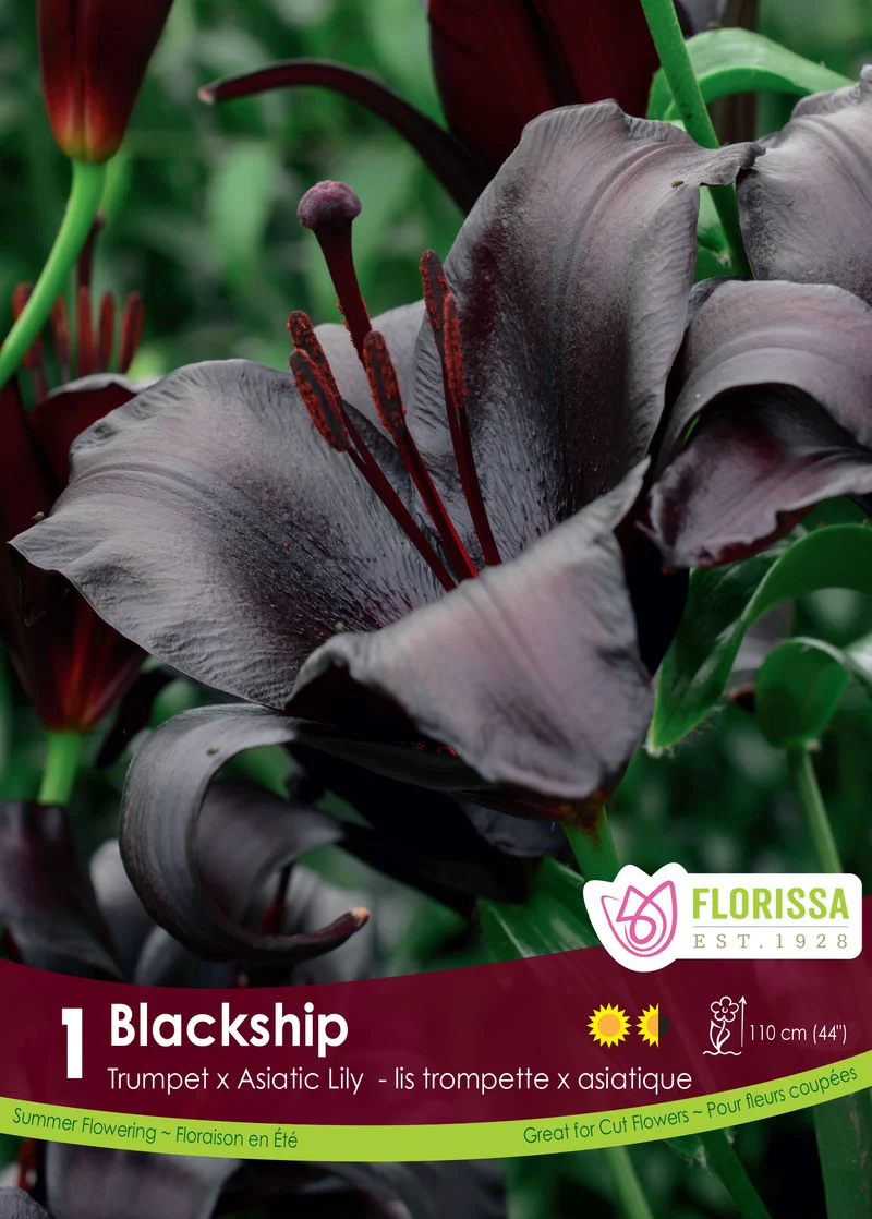 Lis ‘Blackship’ ( Lilium )