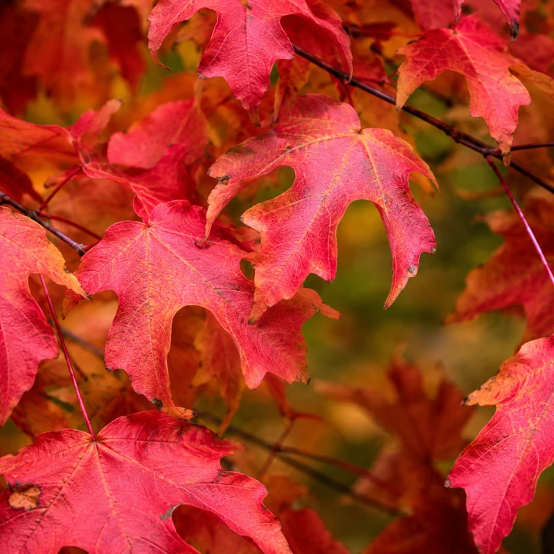 Érable à sucre Fall Fiesta® ( Acer saccharum ‘Bailsta’)