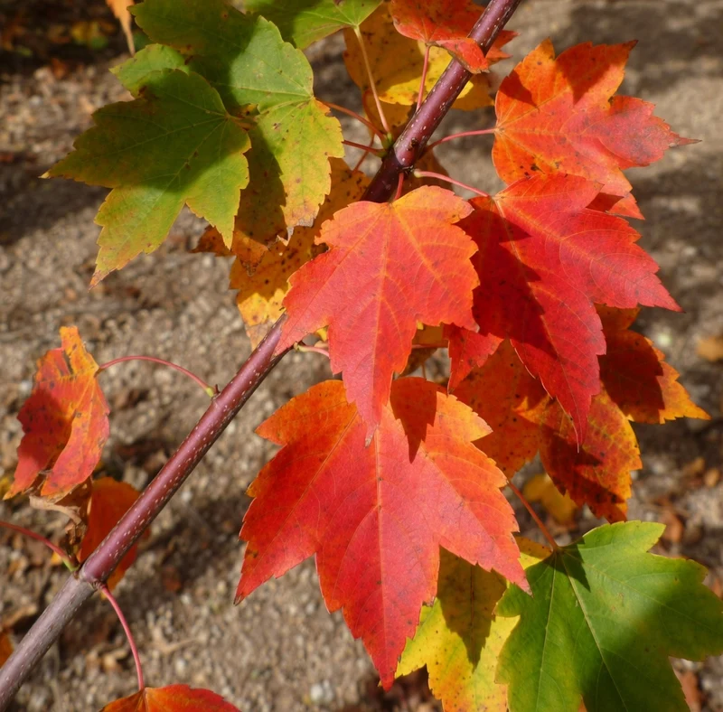 Érable rouge Red Rocket ( Acer rubrum ‘Red Rocket’)