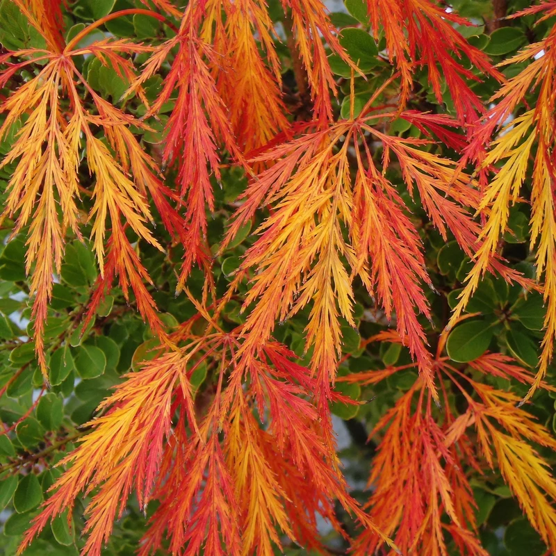 Érable japonais Waterfall ( Acer palmatum var. dissectum ‘Waterfall’)