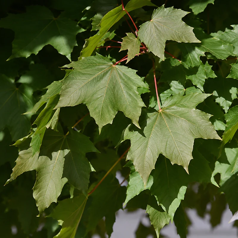 Érable de Norvège Fairview ( Acer platanoides ‘Fairview’)