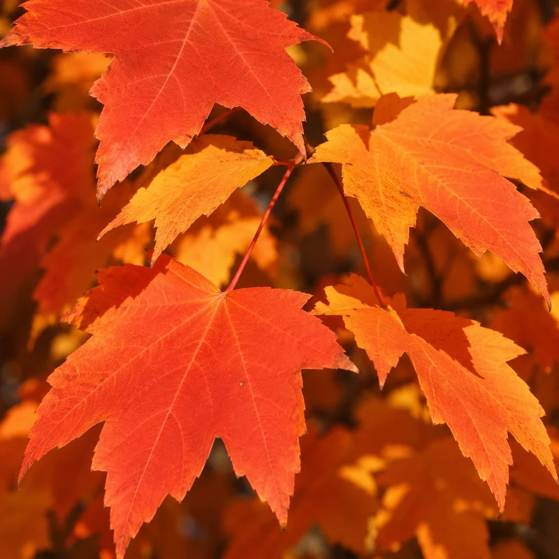 Érable rouge Armstrong Gold® ( Acer rubrum ‘JFS-KW78’)