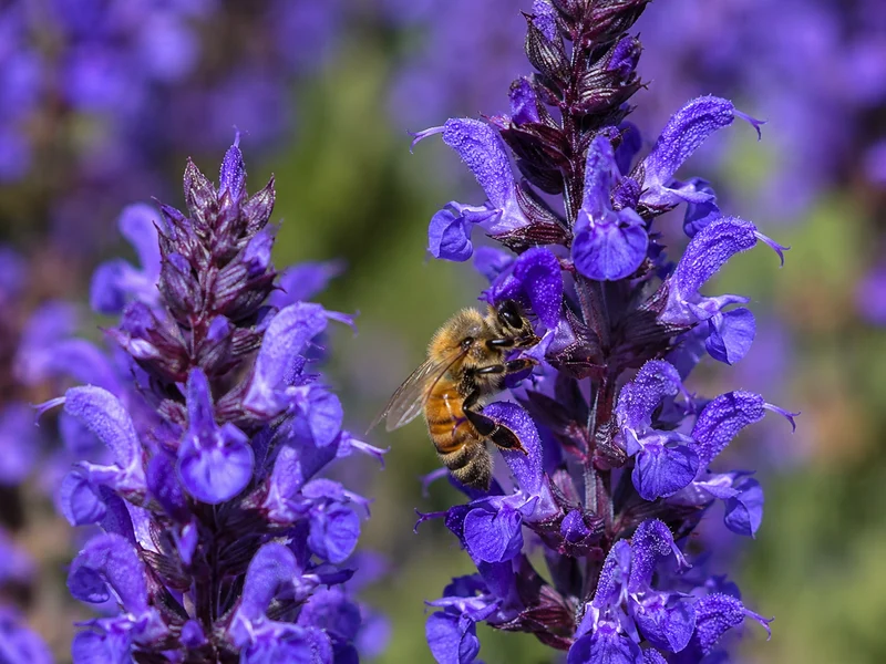 Sauge vivace ‘Lyrical Blues’ (Salvia nemorosa 'Lyrical Blues')