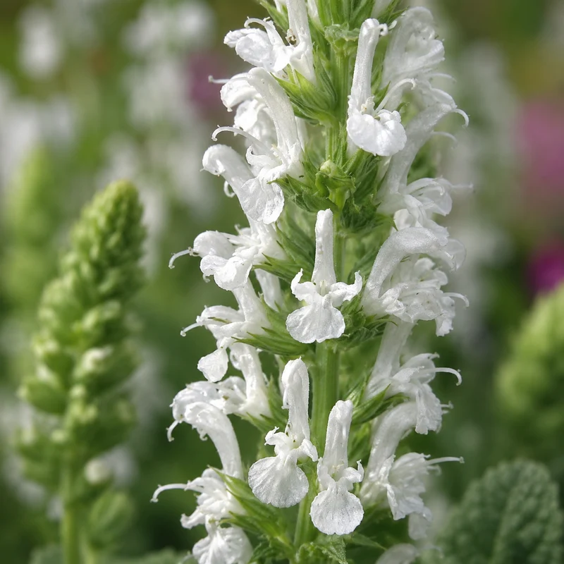 Sauge vivace ‘Lyrical White’ (Salvia nemorosa 'Lyrical White')