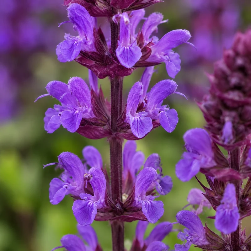 Sauge vivace ‘Caramia’ (Salvia nemorosa 'Caramia')