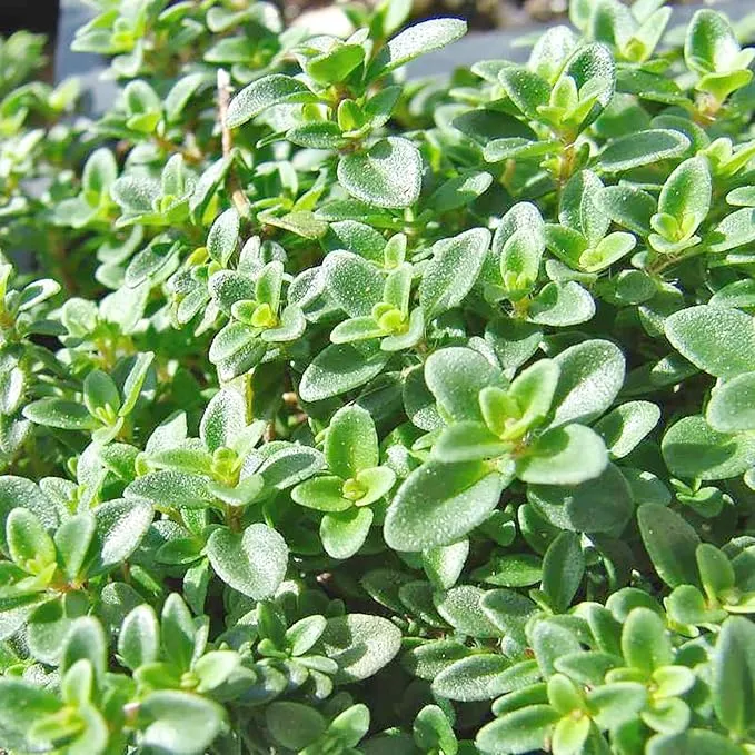 Lemon Thyme Seeds (Thymus Citriodorus) Fragrant, Evergreen, Deer and Rabbit Resistant, Drought Tolerant, Culinary and Ornamental Ground Cover for Patio, Container, Indoor Outdoor
