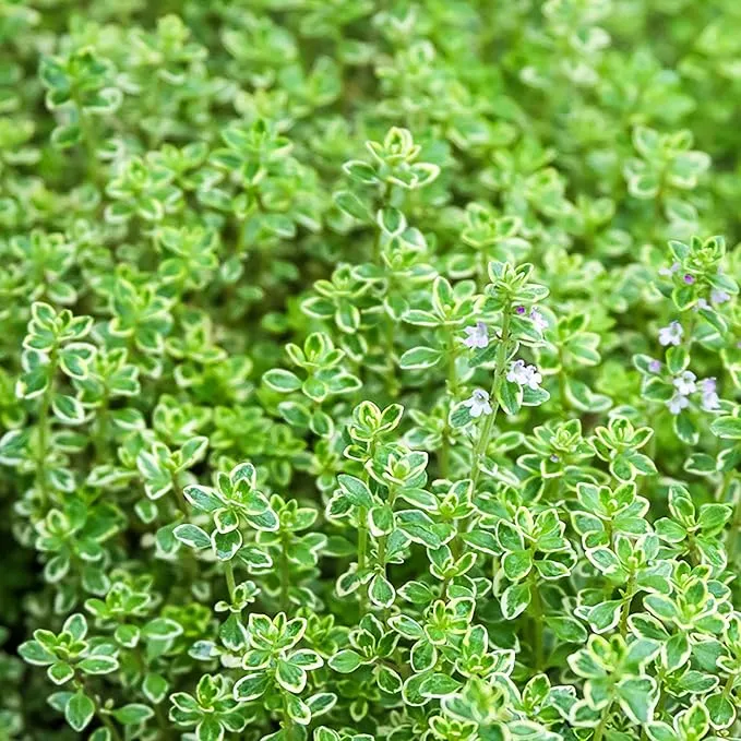Lemon Thyme Seeds (Thymus Citriodorus) Fragrant, Evergreen, Deer and Rabbit Resistant, Drought Tolerant, Culinary and Ornamental Ground Cover for Patio, Container, Indoor Outdoor