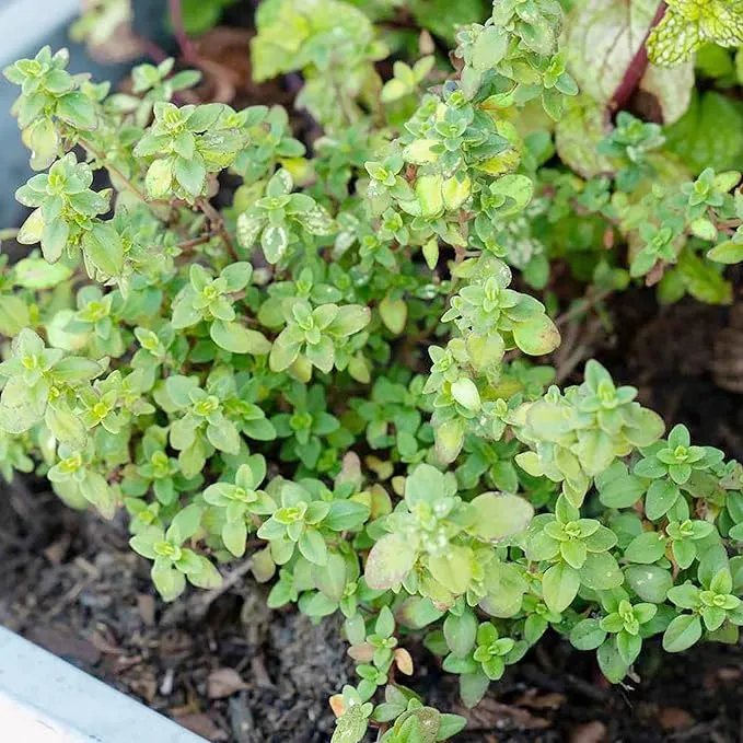 Lemon Thyme Seeds (Thymus Citriodorus) Fragrant, Evergreen, Deer and Rabbit Resistant, Drought Tolerant, Culinary and Ornamental Ground Cover for Patio, Container, Indoor Outdoor
