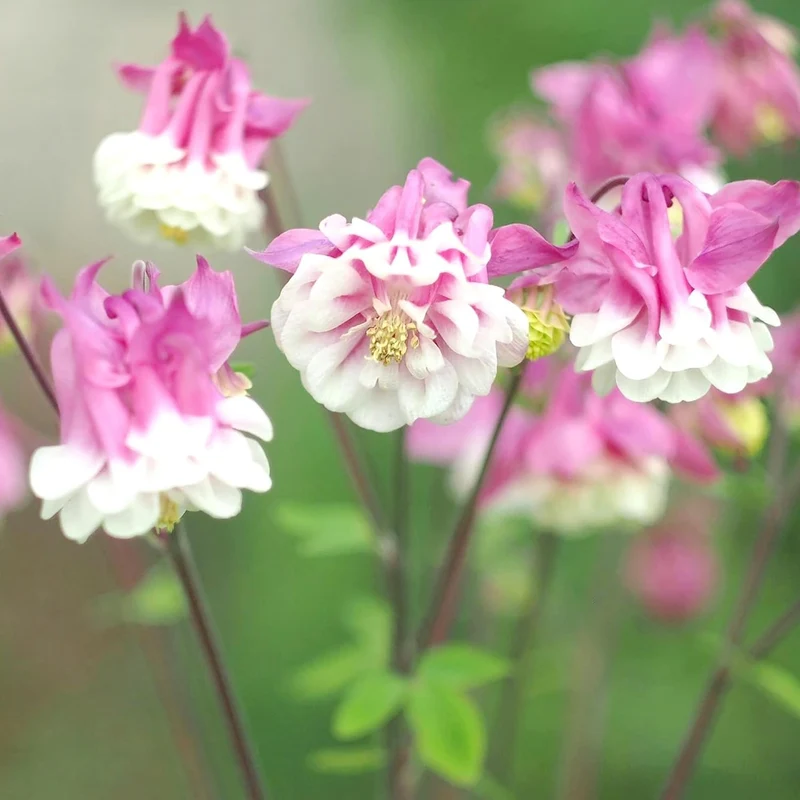 Pink Petticoat Columbine Seeds Perennial Hardy Flower Deer And Rabbit Resistant Low Maintenance And GMO-Free Perfect for Potted Plants, Borders, and Outdoor Gardens