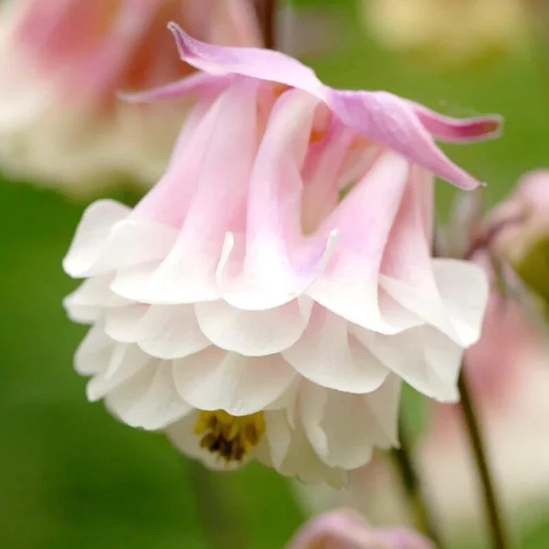 Pink Petticoat Columbine Seeds Perennial Hardy Flower Deer And Rabbit Resistant Low Maintenance And GMO-Free Perfect for Potted Plants, Borders, and Outdoor Gardens