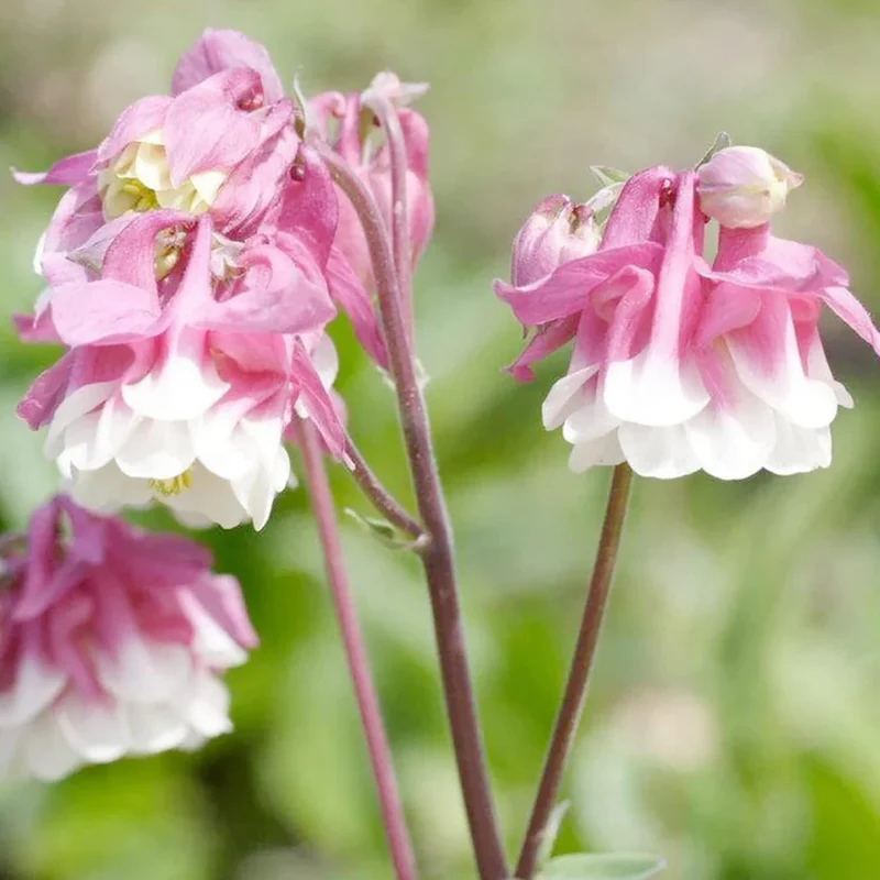 Pink Petticoat Columbine Seeds Perennial Hardy Flower Deer And Rabbit Resistant Low Maintenance And GMO-Free Perfect for Potted Plants, Borders, and Outdoor Gardens