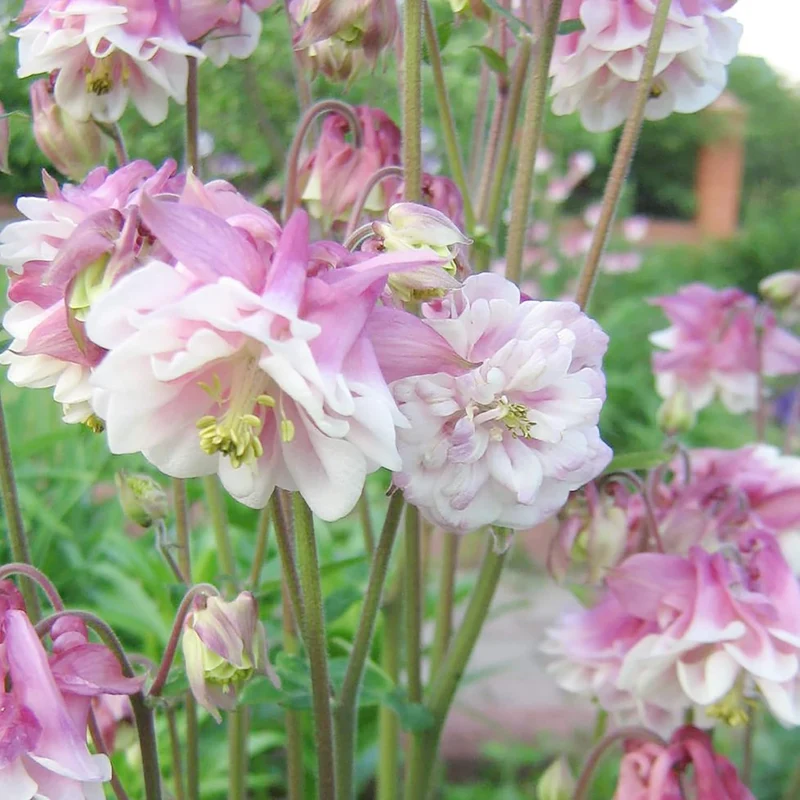 Pink Petticoat Columbine Seeds Perennial Hardy Flower Deer And Rabbit Resistant Low Maintenance And GMO-Free Perfect for Potted Plants, Borders, and Outdoor Gardens