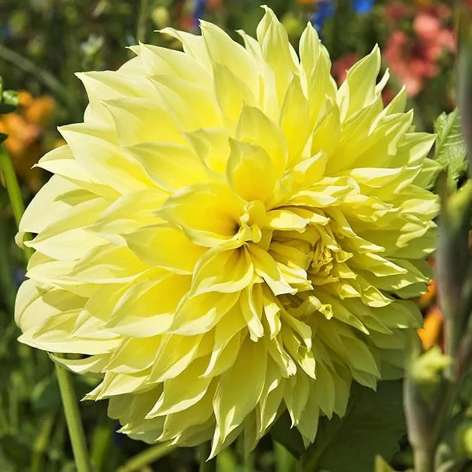 Dinnerplate Dahlia Seeds - Cut Flowers, Ornamental, Attracts Pollinators for Garden & Patio Bed
