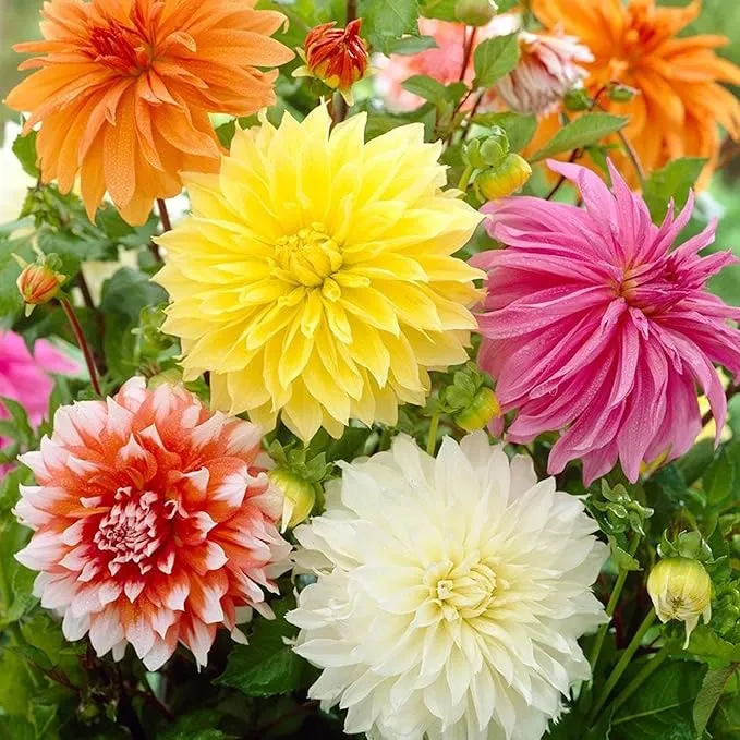 Dinnerplate Dahlia Seeds - Cut Flowers, Ornamental, Attracts Pollinators for Garden & Patio Bed
