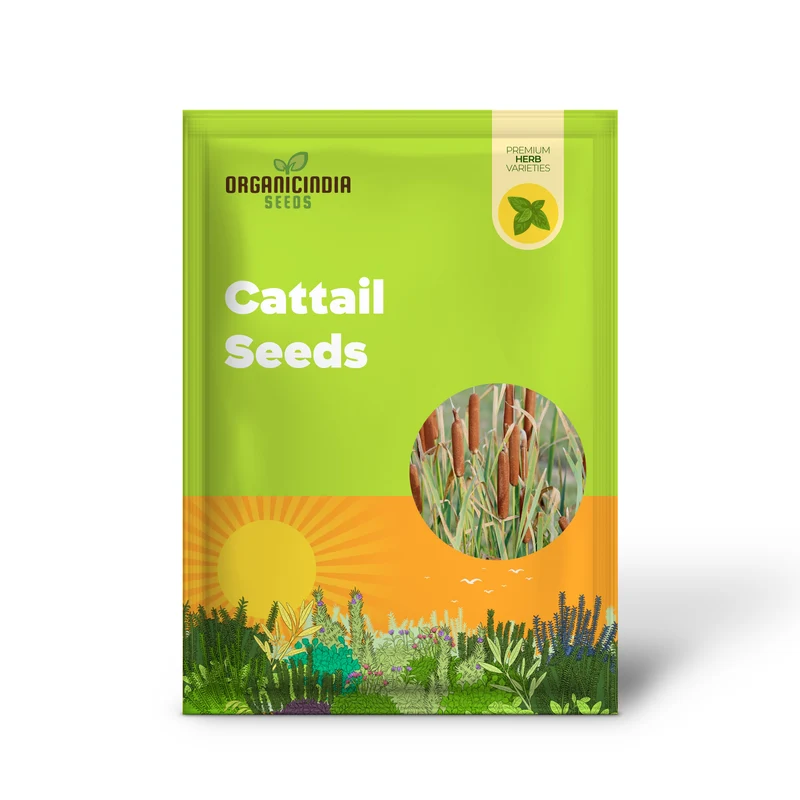 Cattail Seeds Typha Latifolia – Perennial, Fast-Growing Ornamental for Ponds & Bog Gardens
