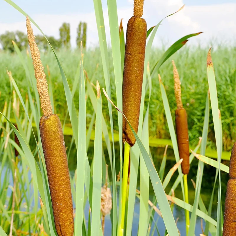 Cattail Seeds Typha Latifolia – Perennial, Fast-Growing Ornamental for Ponds & Bog Gardens