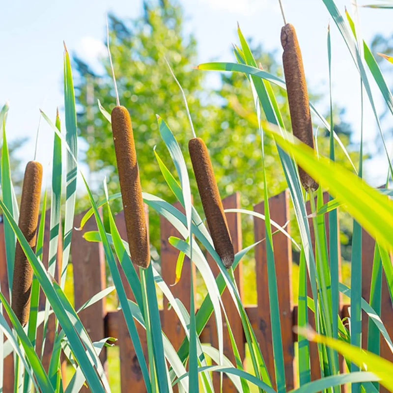 Cattail Seeds Typha Latifolia – Perennial, Fast-Growing Ornamental for Ponds & Bog Gardens