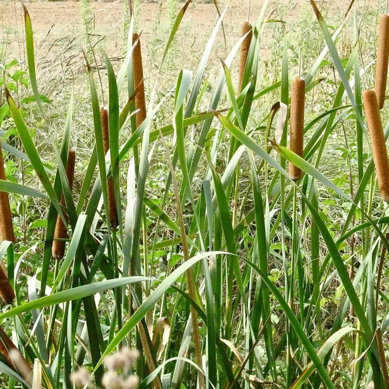 Cattail Seeds Typha Latifolia – Perennial, Fast-Growing Ornamental for Ponds & Bog Gardens