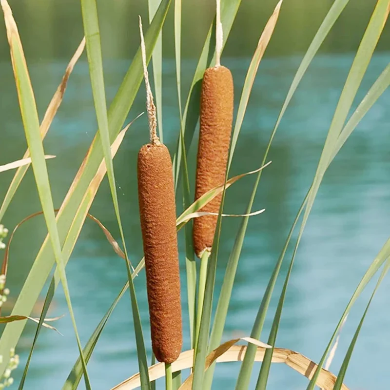 Cattail Seeds Typha Latifolia – Perennial, Fast-Growing Ornamental for Ponds & Bog Gardens