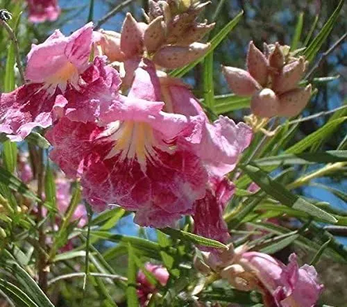 Desert Willow Seeds (Chilopsis Linearis Seeds) - Ornamental Tree or Shrub for Dry Landscapes