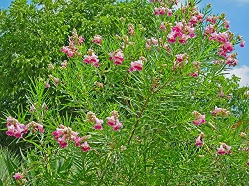 Desert Willow Seeds (Chilopsis Linearis Seeds) - Ornamental Tree or Shrub for Dry Landscapes