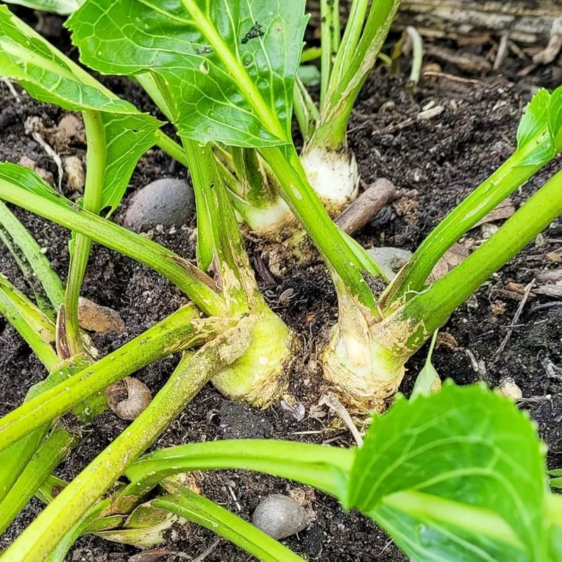 200 Pcs Horseradish Seeds | Armoracia Rusticana | Red Cloe Pepper Root Perennial Vegetable Seeds | GMO-Free | Ideal for Garden Containers & Outdoor Planting