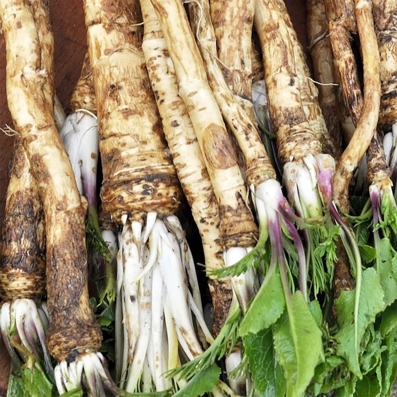 200 Pcs Horseradish Seeds | Armoracia Rusticana | Red Cloe Pepper Root Perennial Vegetable Seeds | GMO-Free | Ideal for Garden Containers & Outdoor Planting