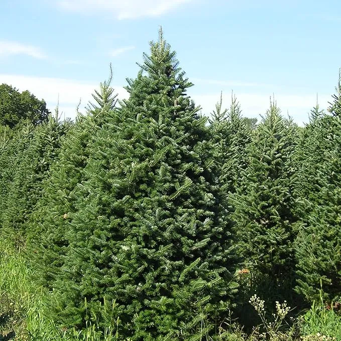 Balsam Fir Seeds – Abies Balsamea, Evergreen Conifer with Aromatic Foliage & Attractive Shape