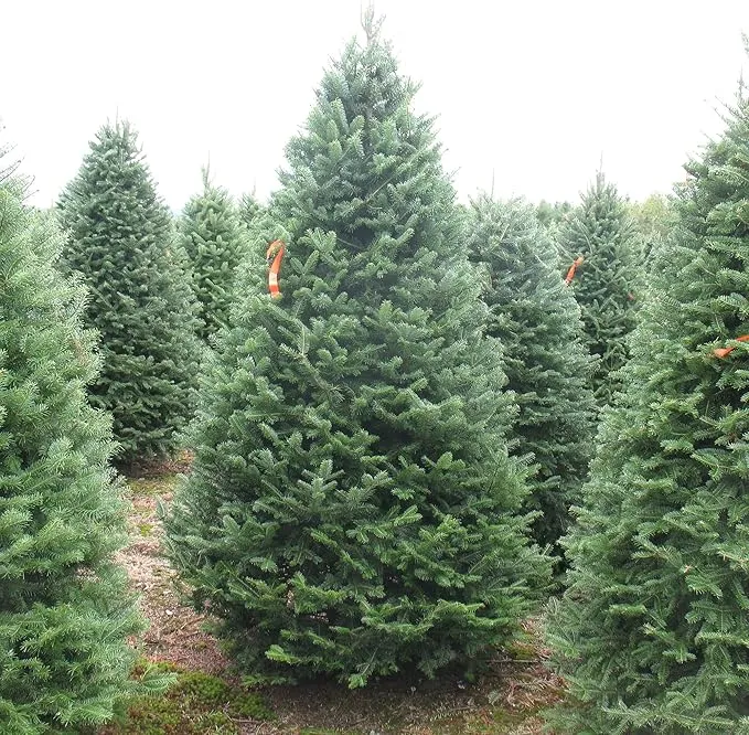 Balsam Fir Seeds – Abies Balsamea, Evergreen Conifer with Aromatic Foliage & Attractive Shape