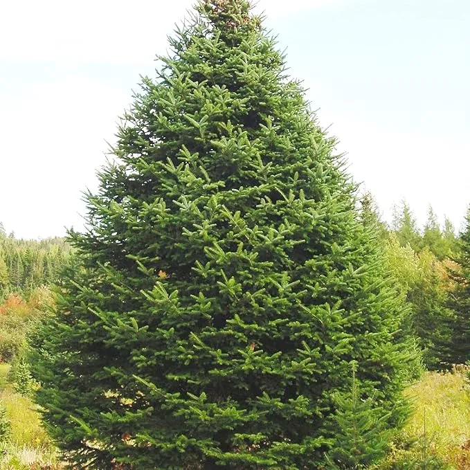 Balsam Fir Seeds – Abies Balsamea, Evergreen Conifer with Aromatic Foliage & Attractive Shape