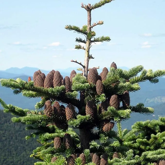 Balsam Fir Seeds – Abies Balsamea, Evergreen Conifer with Aromatic Foliage & Attractive Shape