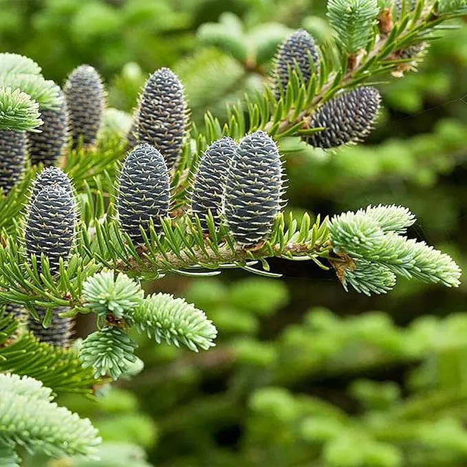 Balsam Fir Seeds – Abies Balsamea, Evergreen Conifer with Aromatic Foliage & Attractive Shape