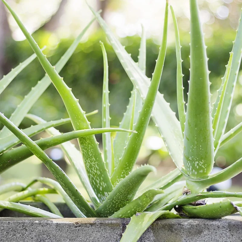 Aloe Vera Seeds Perennial, Deer Resistant, Low Maintenance, Attracts Pollinators, Ground Covers And Decorative Containers