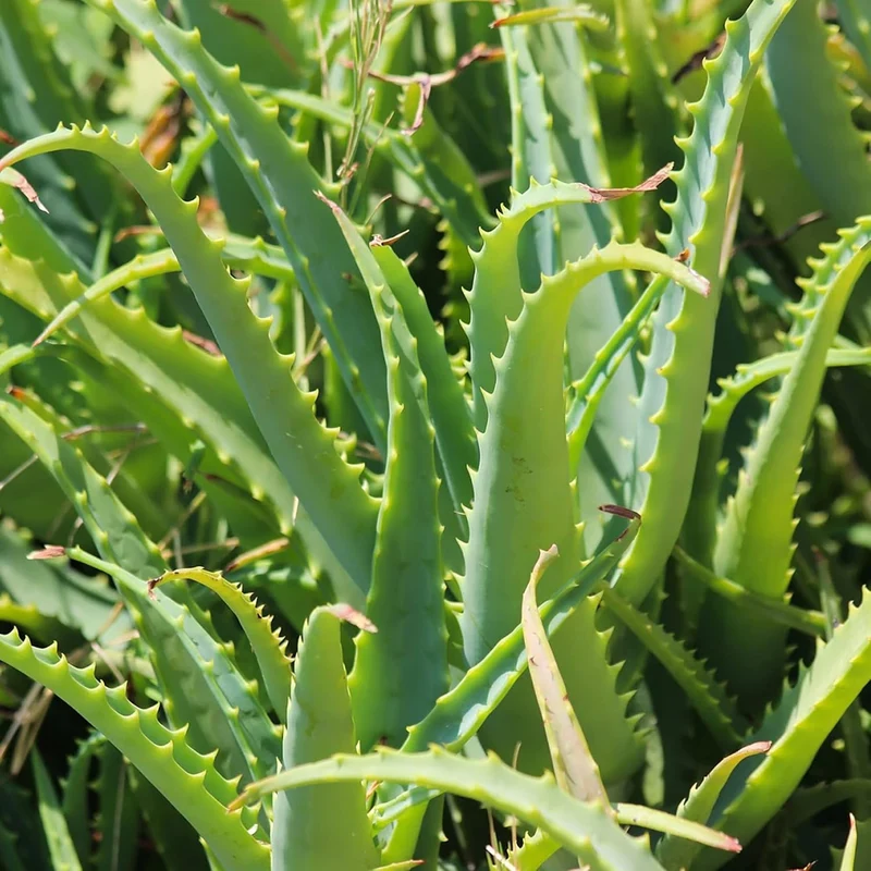 Aloe Vera Seeds Perennial, Deer Resistant, Low Maintenance, Attracts Pollinators, Ground Covers And Decorative Containers