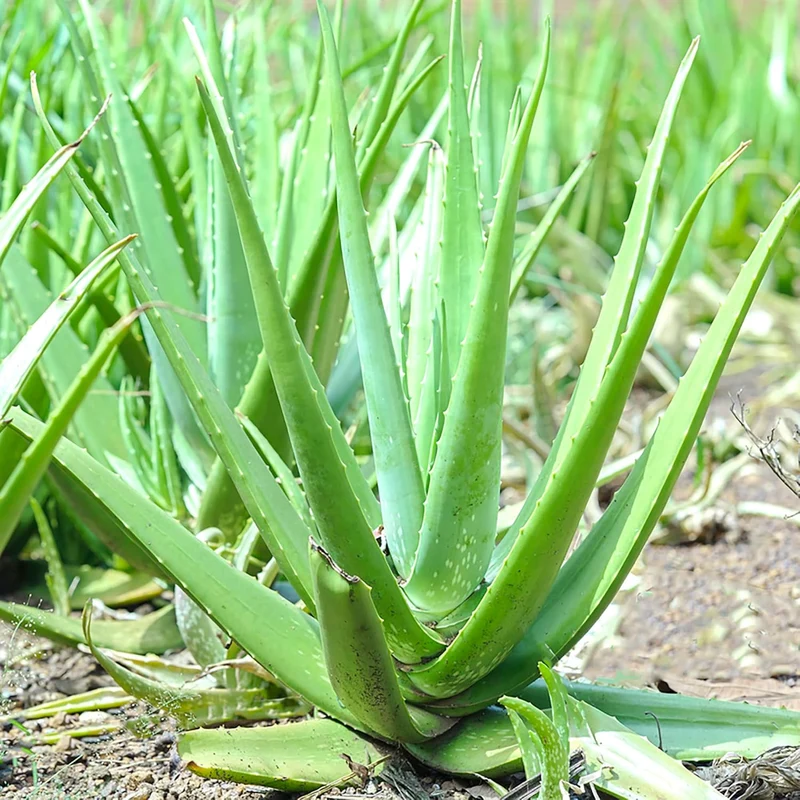 Aloe Vera Seeds Perennial, Deer Resistant, Low Maintenance, Attracts Pollinators, Ground Covers And Decorative Containers
