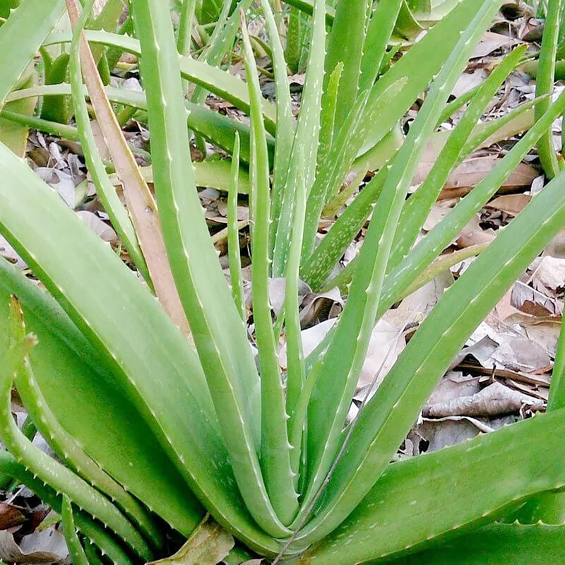 Aloe Vera Seeds Perennial, Deer Resistant, Low Maintenance, Attracts Pollinators, Ground Covers And Decorative Containers