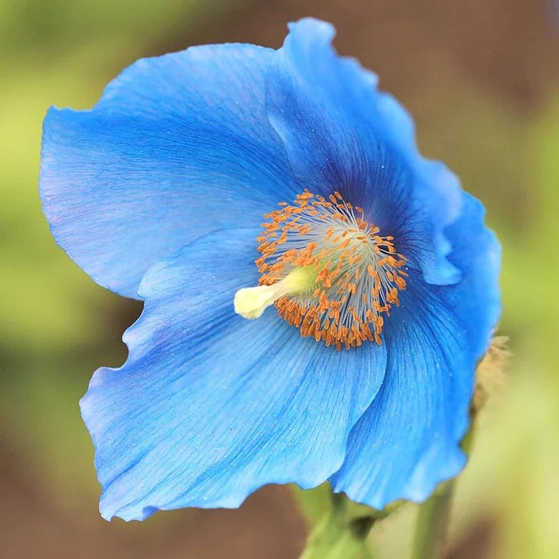 Himalayan Blue Poppy Seeds - Captivating Vivid Blue Flowers, Short-Lived Perennials for Shaded Borders & Woodland Gardens, 20Pcs Flower Seeds