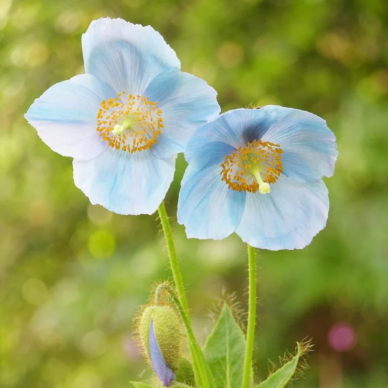 Himalayan Blue Poppy Seeds - Captivating Vivid Blue Flowers, Short-Lived Perennials for Shaded Borders & Woodland Gardens, 20Pcs Flower Seeds