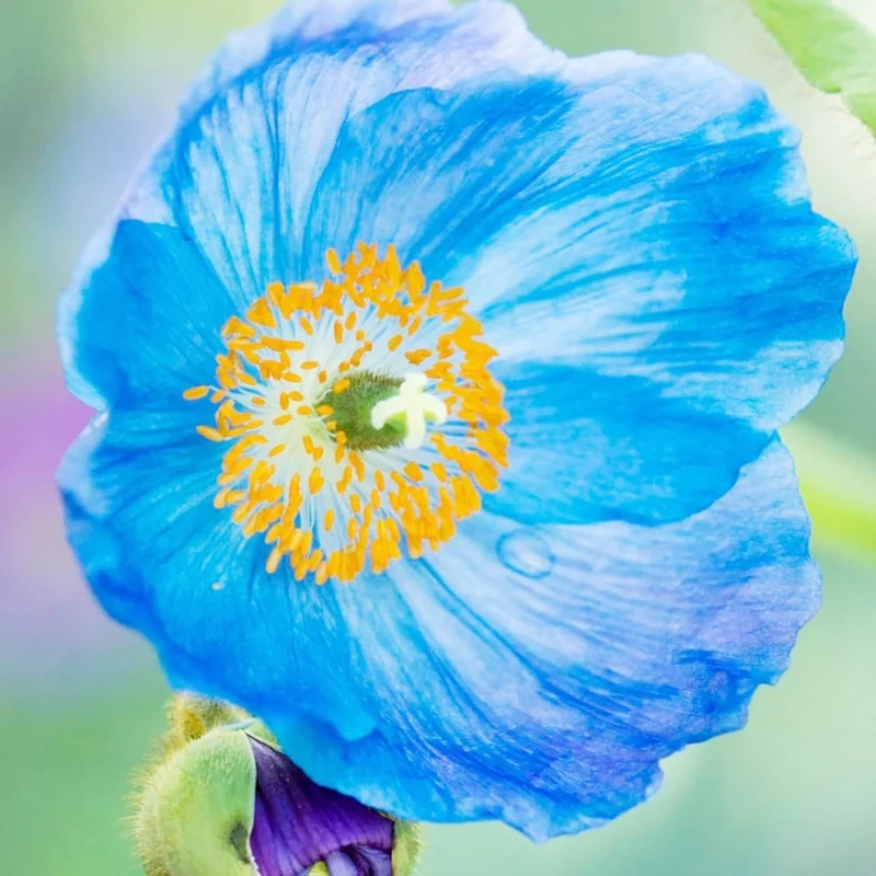 Himalayan Blue Poppy Seeds - Captivating Vivid Blue Flowers, Short-Lived Perennials for Shaded Borders & Woodland Gardens, 20Pcs Flower Seeds