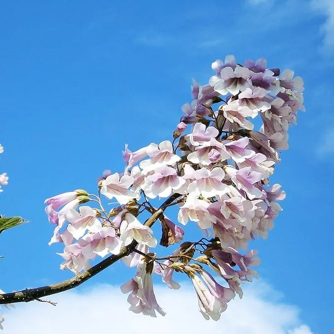 Paulownia Fortunei Seeds - Empress Tree, Royal Paulownia, Fast-Growing Deciduous Tree, Fragrant & Pollinator-Friendly for Ornamental Garden