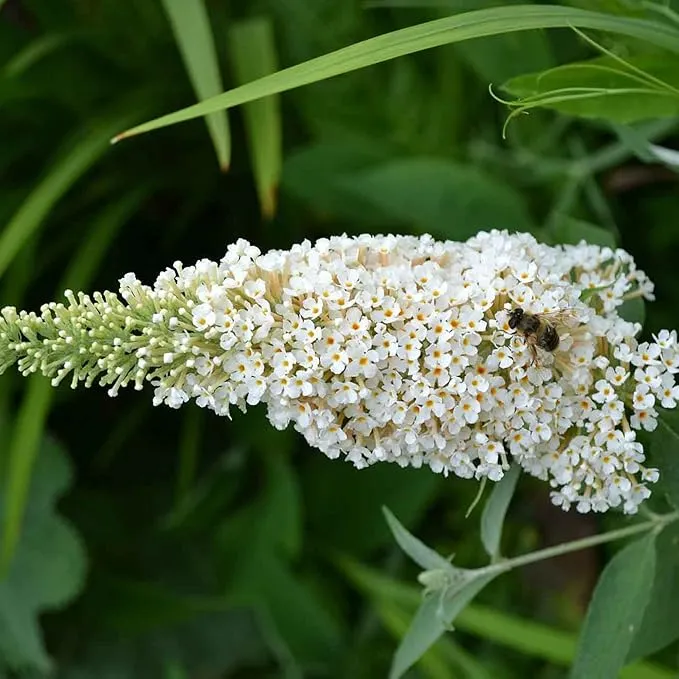 White Butterfly Bush Seeds, Buddleia Davidii Perennial Shrub, Attracts Butterflies, Low Maintenance, Fast Growing, Outdoor Patio Bed