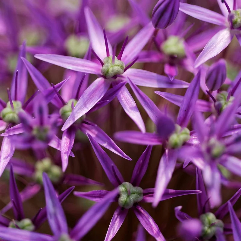 Giant Purple Allium Giganteum Seeds - Organic Ornamental Onion Perennial Flower, Non-GMO for Garden