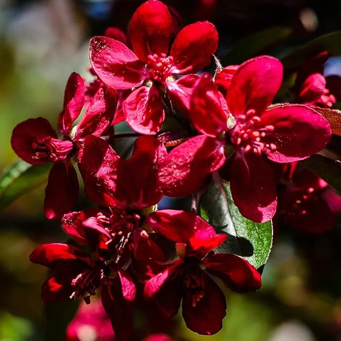 Red Lilac Seeds Hardy Perennial Flowering Tree Fragrant Blooms for Garden Shrubs Ideal for Planting in Outdoor Spaces Long Lasting and Low Maintenance