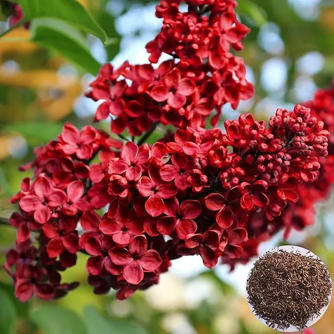 Red Lilac Seeds Hardy Perennial Flowering Tree Fragrant Blooms for Garden Shrubs Ideal for Planting in Outdoor Spaces Long Lasting and Low Maintenance