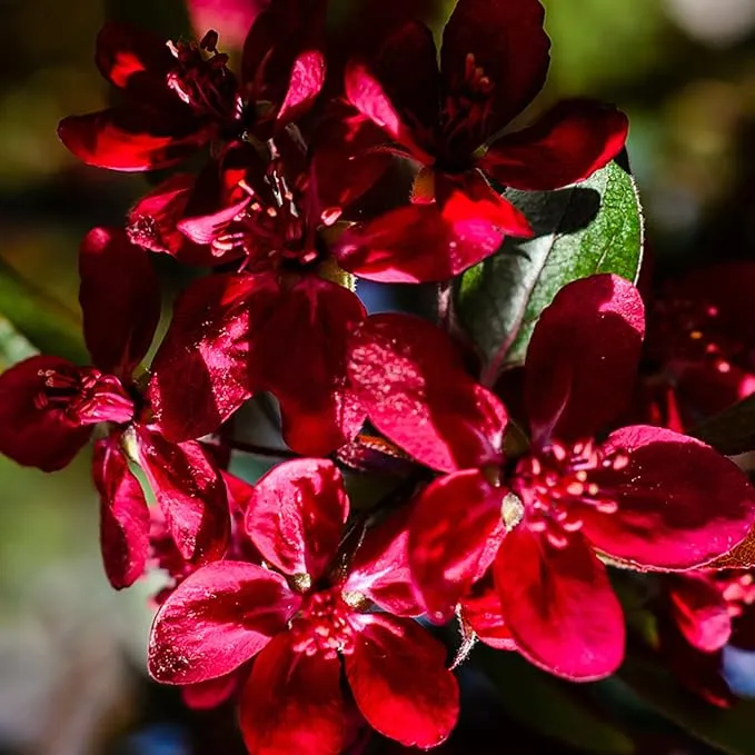 Red Lilac Seeds Hardy Perennial Flowering Tree Fragrant Blooms for Garden Shrubs Ideal for Planting in Outdoor Spaces Long Lasting and Low Maintenance