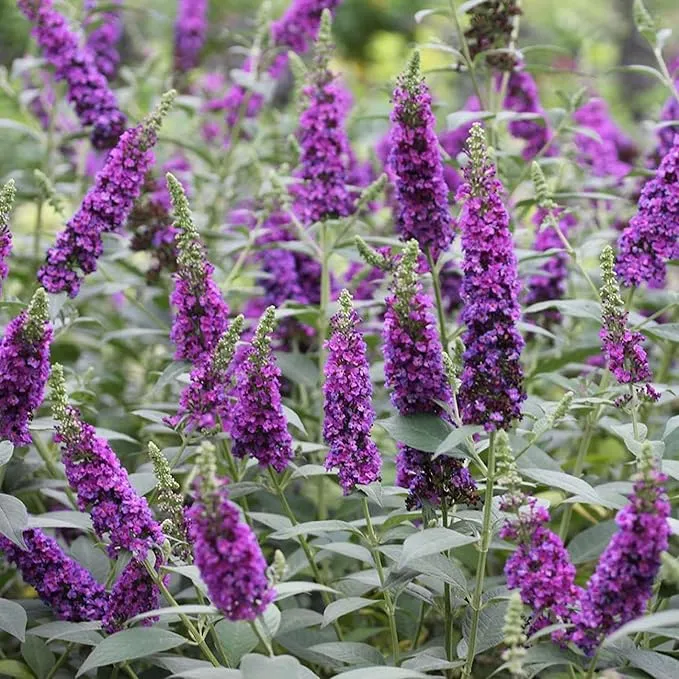 Purple Butterfly Bush Seeds Buddleia Davidii, Fragrant Fast Growing, Attracts Butterflies, Drought Tolerant Deciduous Shrub for Garden Bed