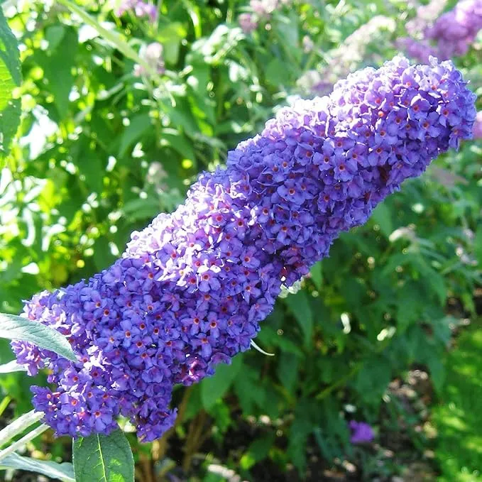 Purple Butterfly Bush Seeds Buddleia Davidii, Fragrant Fast Growing, Attracts Butterflies, Drought Tolerant Deciduous Shrub for Garden Bed