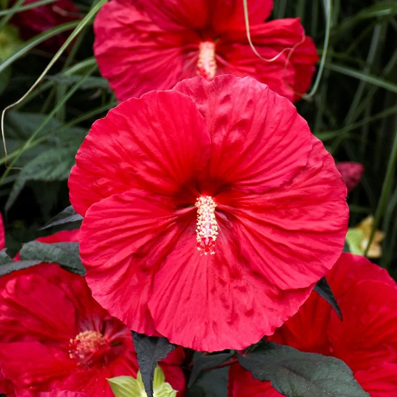 Red Dinner Plate Hibiscus Seeds – Giant Bloom Hardy Perennial